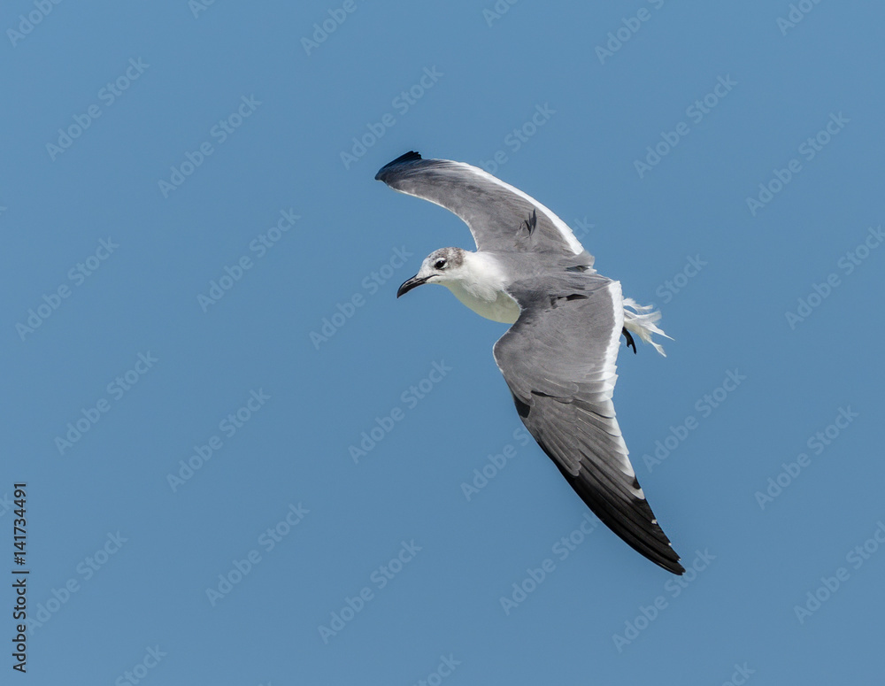 Fototapeta premium Laughing Gull in Flight Over Ocean on Blue Sky