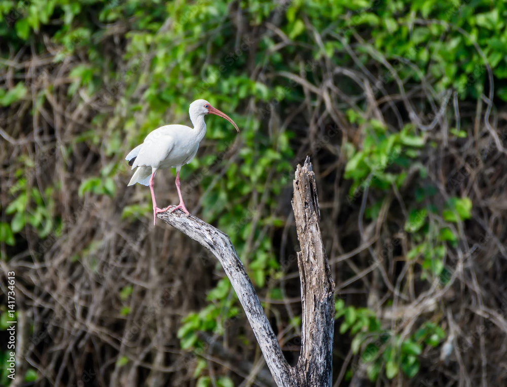 Fototapeta premium American White Ibis