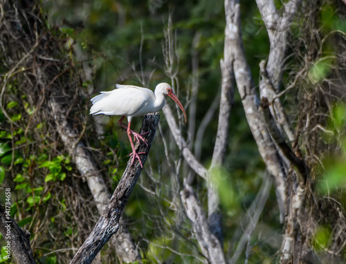 American White Ibis photo