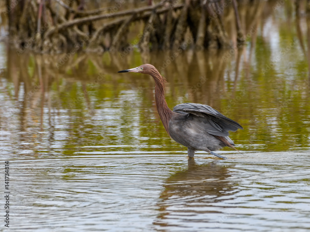 Naklejka premium Reddish Egret Foraging