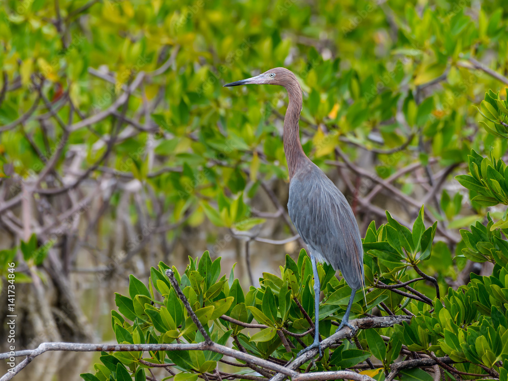Fototapeta premium Reddish Egret