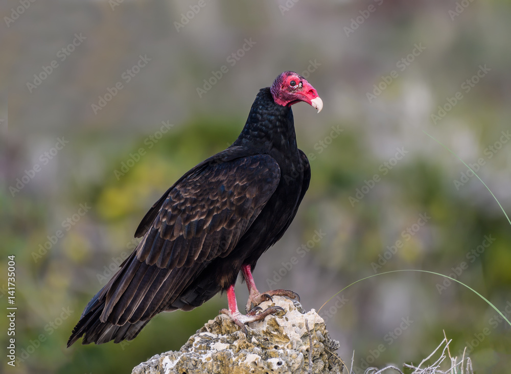 Turkey Vulture Portrait Turkey Vulture Portrait