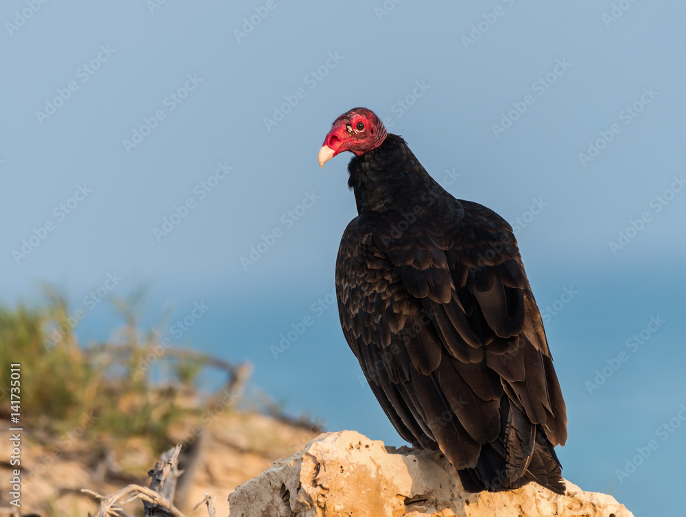 Turkey Vulture Resting on the Rock Turkey Vulture Resting on the Rock