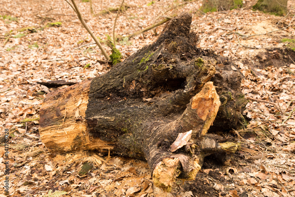 Wurzeln im Wald Wurzeln im Wald