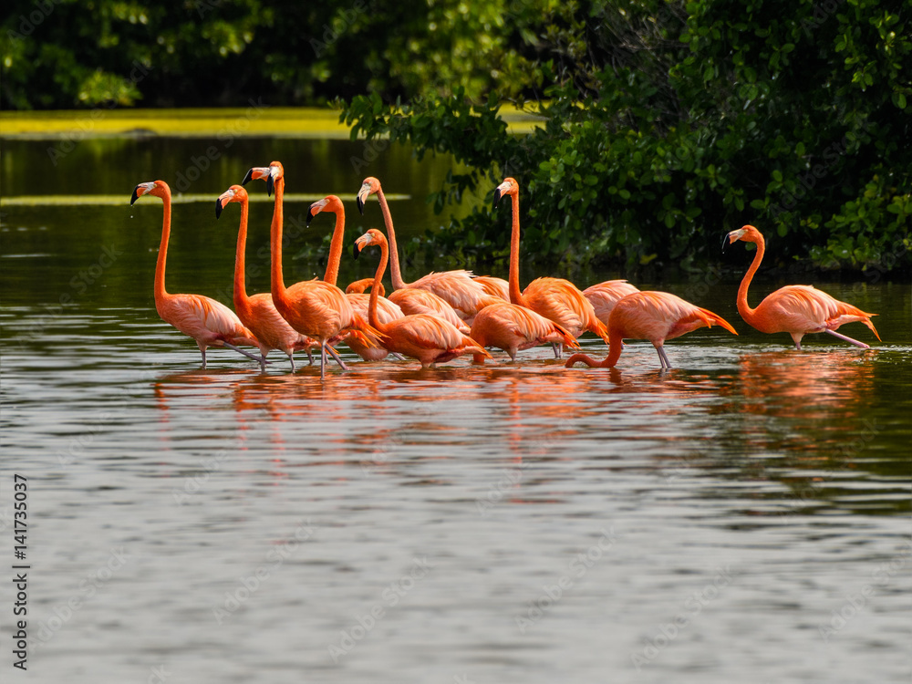Obraz premium American Flamingos Resting and Foraging on the Pond