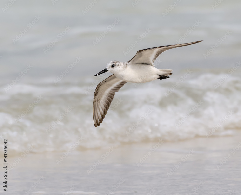 Sanderling in Flight Sanderling in Flight