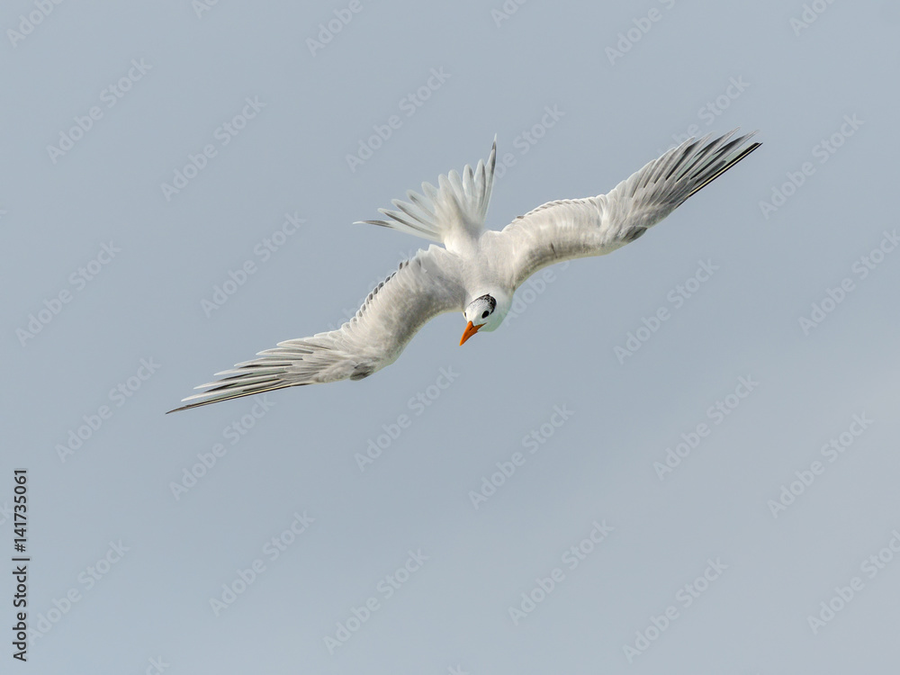 Royal Tern in Flight Royal Tern in Flight