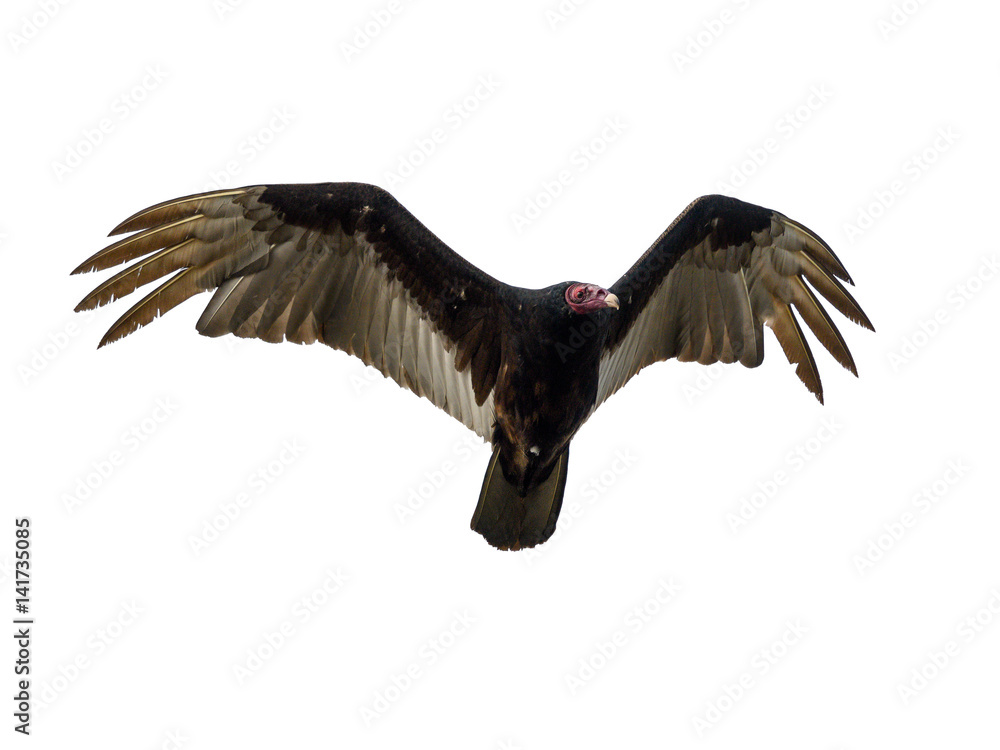 Vulture In Flight Turkey Vulture In Flight