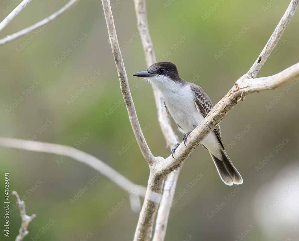 Naklejka premium Loggerhead Kingbird