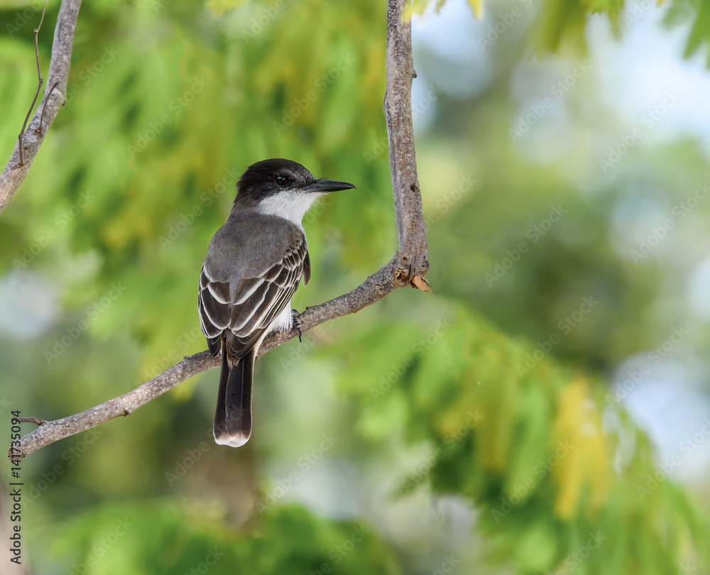 Fototapeta premium Loggerhead Kingbird