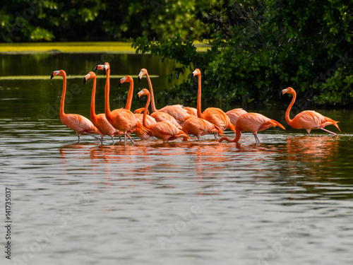American Flamingos Resting and Foraging on the Pond