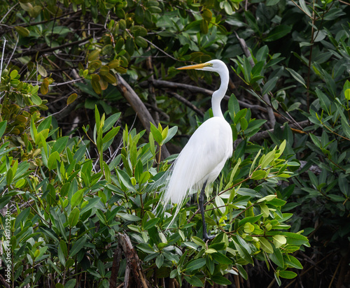 Great Egret Perched on Green Plant
