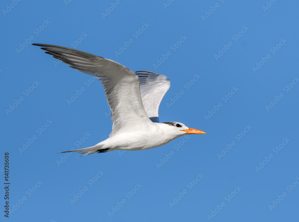 Royal Tern in Flight on Blue Sky Royal Tern in Flight on Blue Sky
