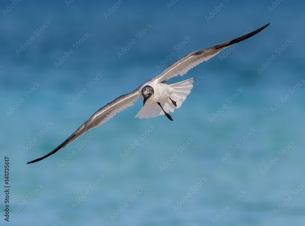 Fototapeta premium Laughing Gull in Flight Over Ocean
