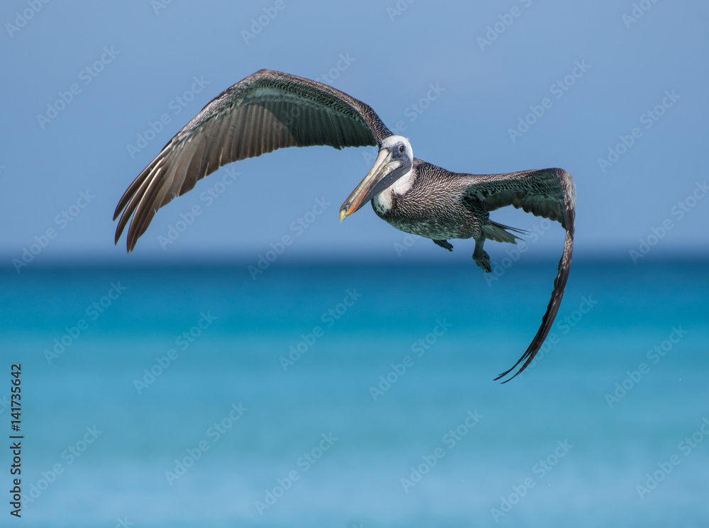 Fototapeta premium Brown Pelican in Flight Over Ocean