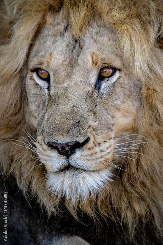 Male Lion in Kruger Park close up