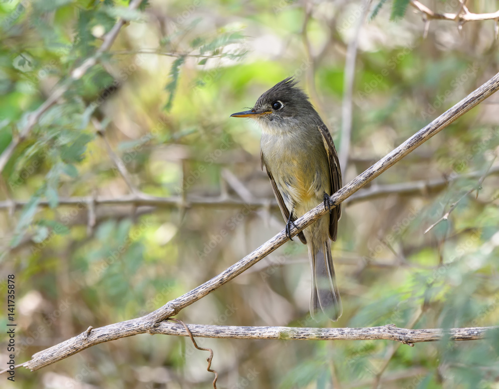 Fototapeta premium Cuban Pewee