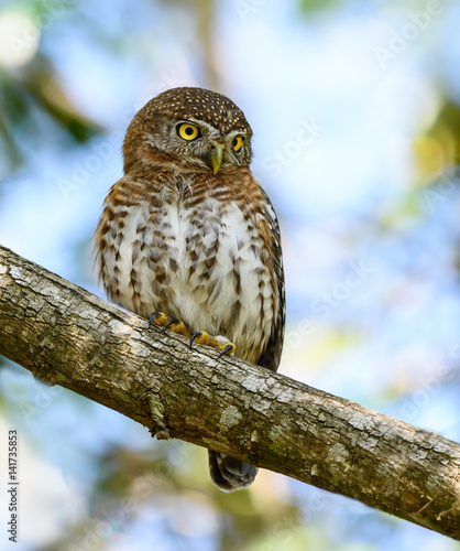 Cuban Pygmy Owl