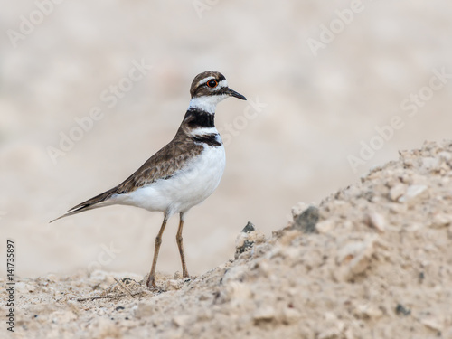 Killdeer © FotoRequest