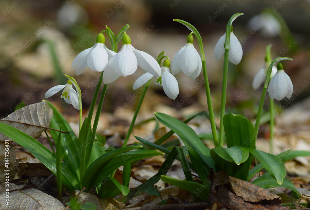 Snowdrops Galanthus plicatus in spring forest Snowdrops Galanthus plicatus in spring forest