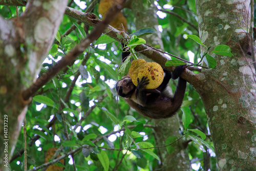 Rio De Janeiro Monkey