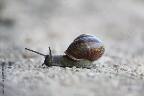 Snail crawling on the ground.