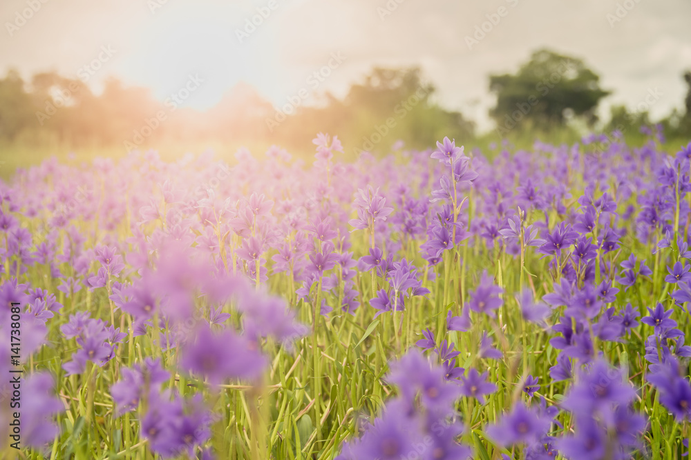 Fototapeta premium Purple flowers.