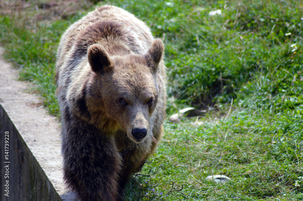 Obraz premium Wild animal bear