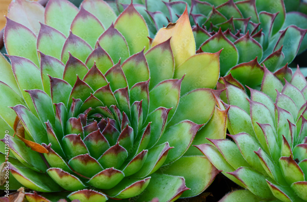 Obraz premium succulent plants or Hens and chicks.it an amazing tolerance for poor soils House Plants Safe For Animals.