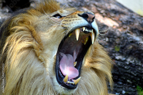 Fototapeta Naklejka Na Ścianę i Meble -  Wild animal lion