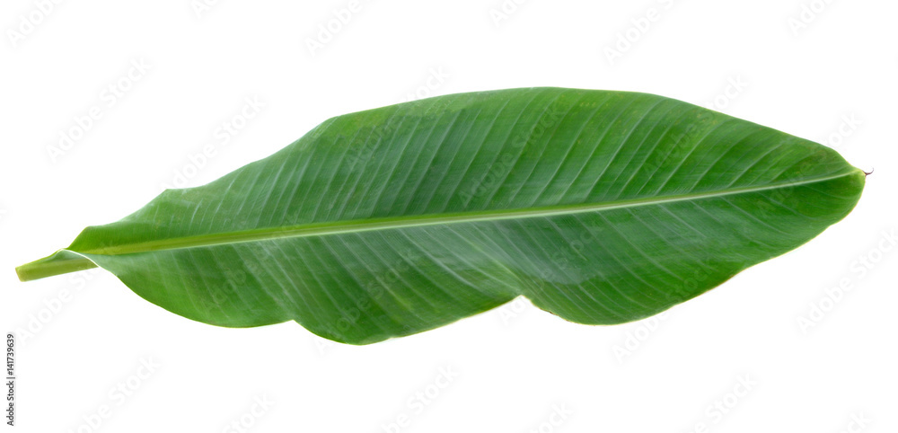 Obraz premium Banana Leaf isolated on white background