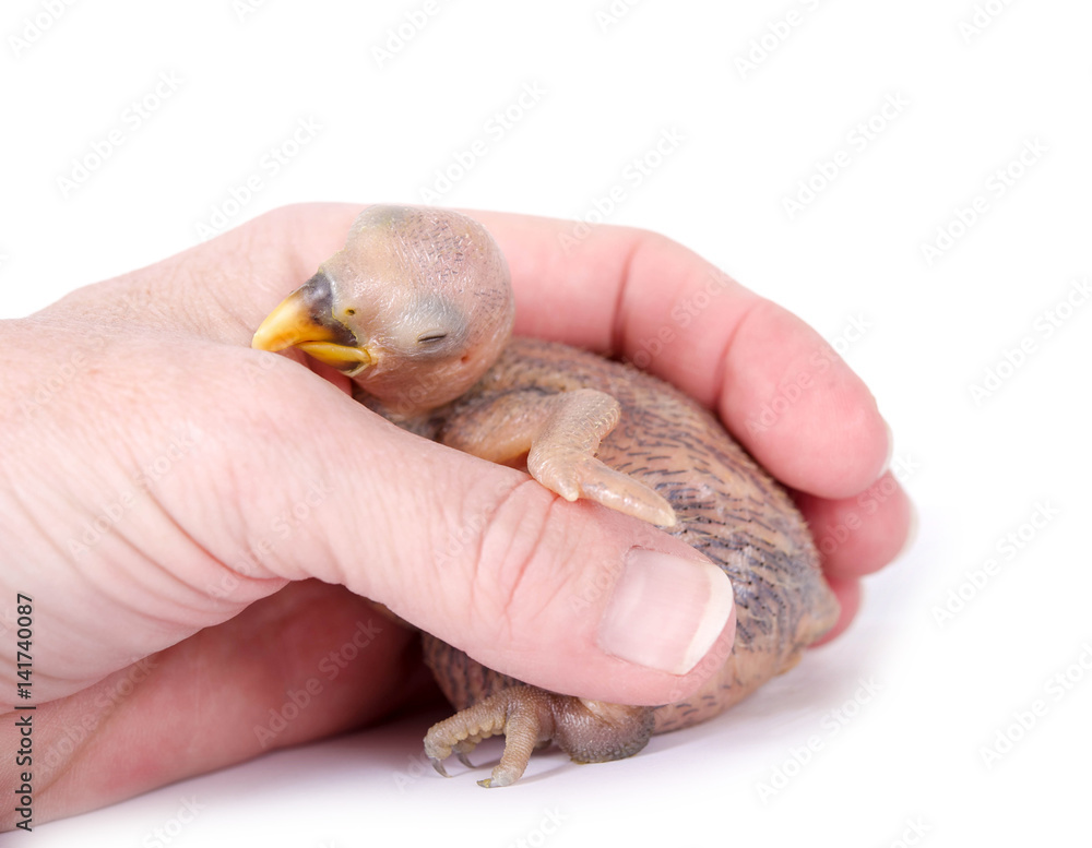 Kleines Papageienküken, 9 Tage alt, kuschelt sich in Hand