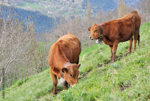 vaches de race tarine dans pâturage savoyard
