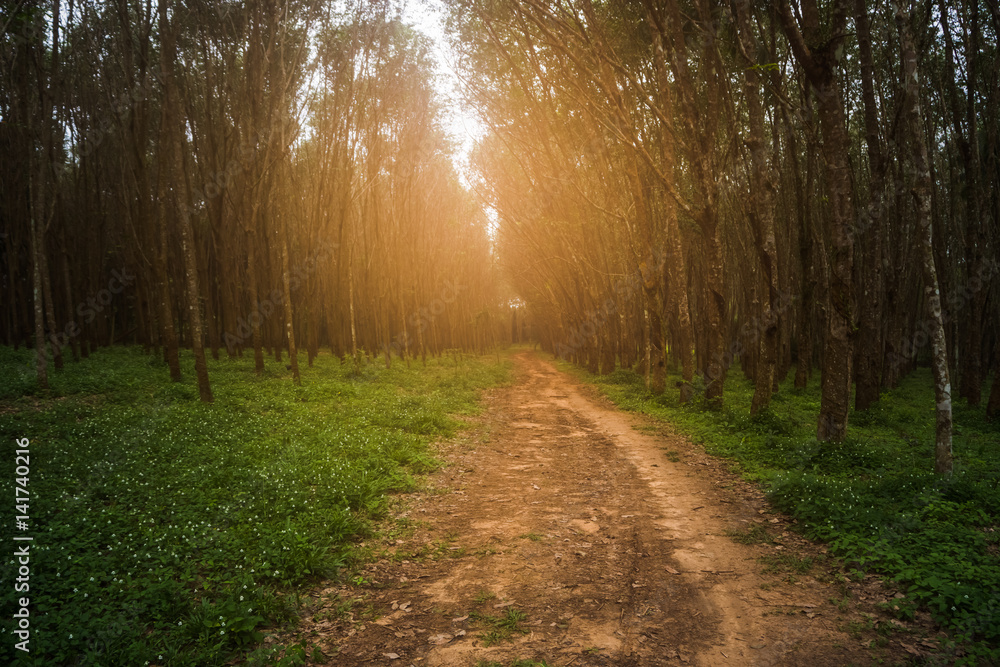 Fototapeta premium Rubber trees with morning light.