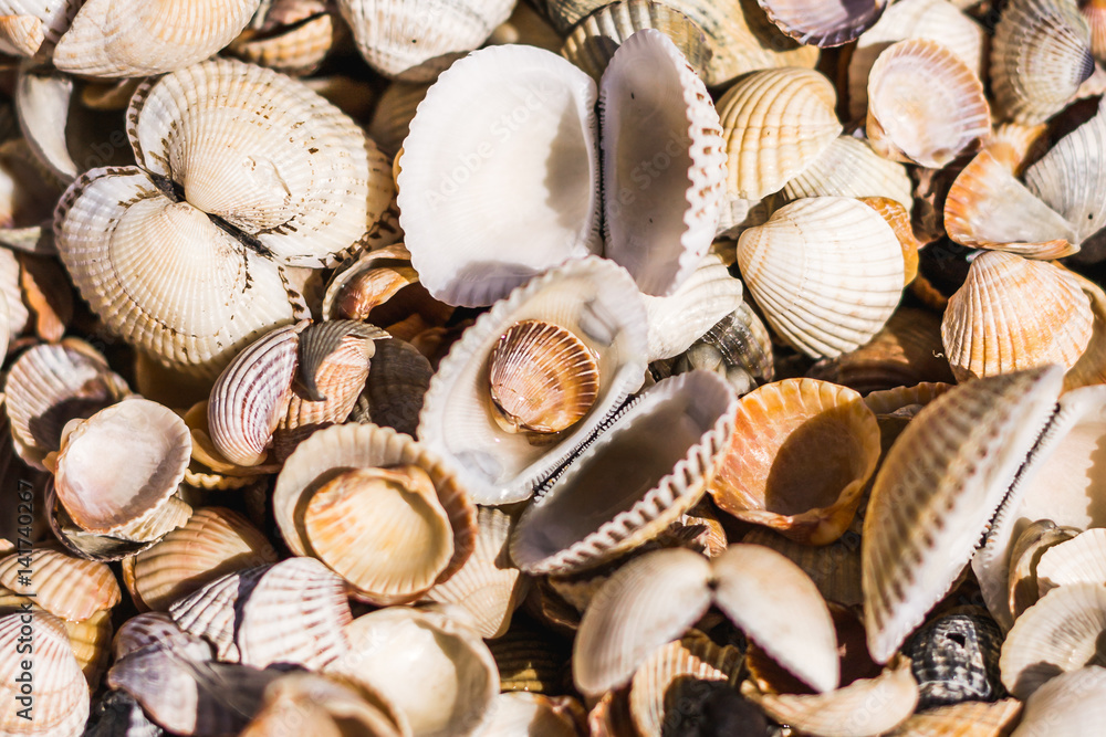 Sea shells of different shapes