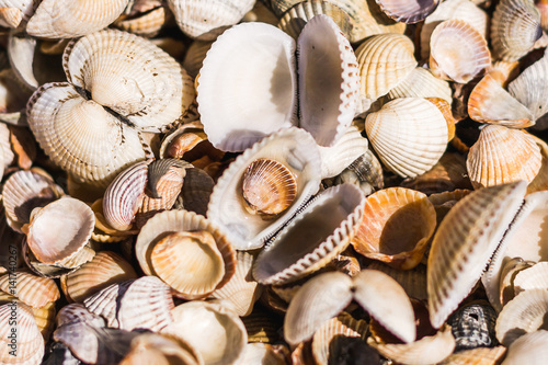 Sea shells of different shapes