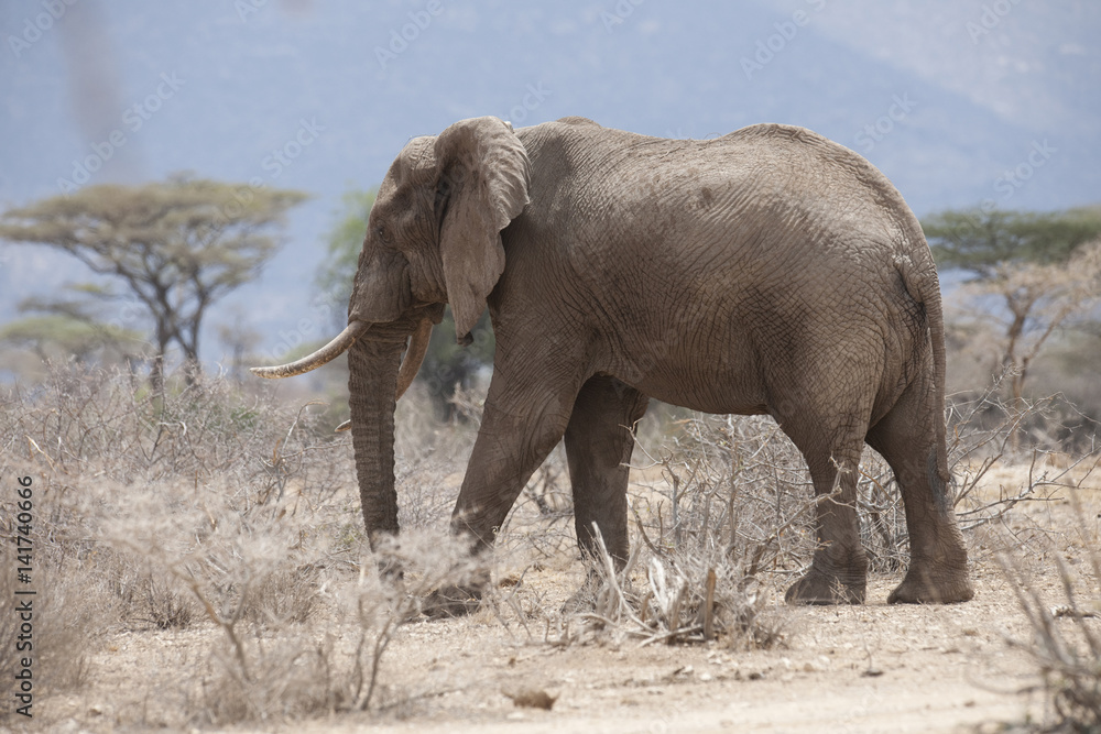 Fototapeta premium Kenya, Africa