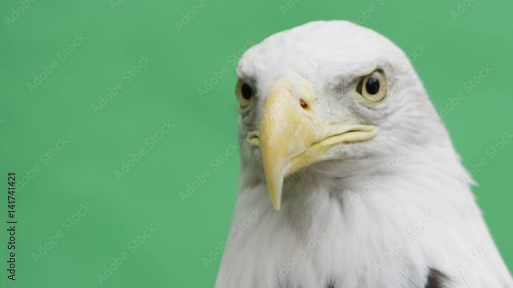 Bald eagle maximum close up on green Bald eagle maximum close up on green