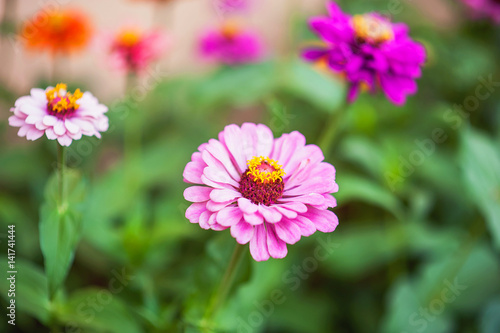 The flowering green of the garden after the rain in the summer. Potted plants on the street.