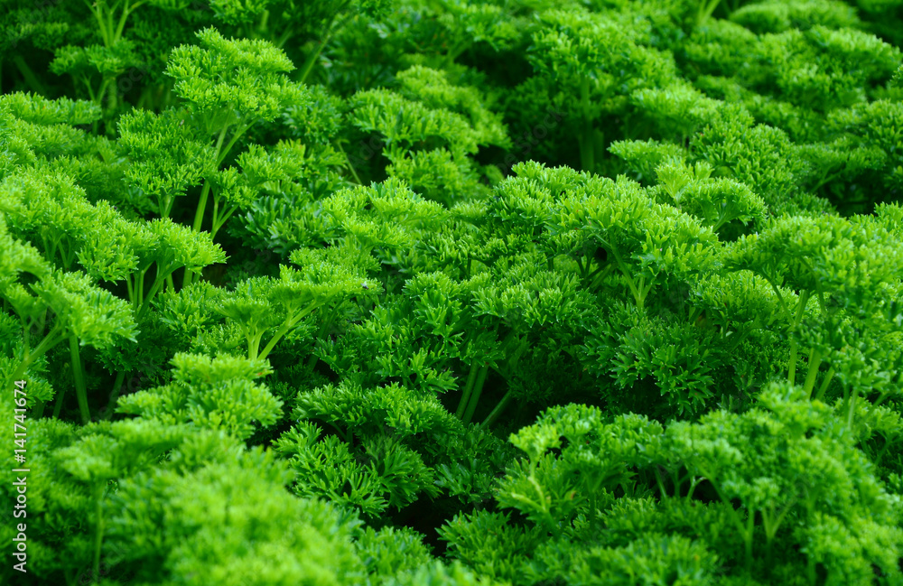 Health Benefits of Parsley (Petrosalinum sativum)
Many parsley in the garden.
Health Benefits of Parsley (Petrosalinum sativum)
Many parsley in the garden.