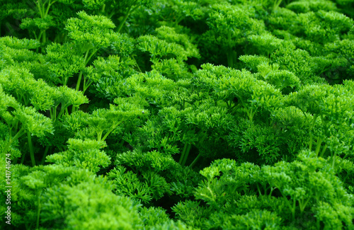 Health Benefits of Parsley (Petrosalinum sativum) Many parsley in the garden. 