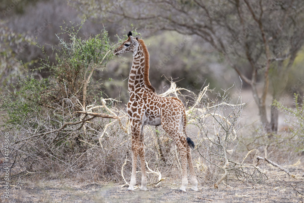 Obraz premium Kenya, Africa