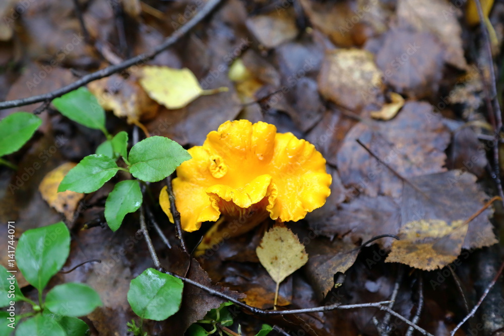 Chanterelle Chanterelle