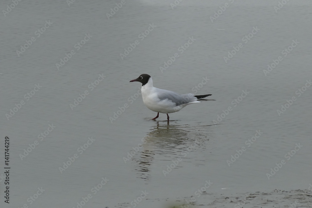 Gabbiano Comune nelle Valli di Comacchio Gabbiano Comune nelle Valli di Comacchio