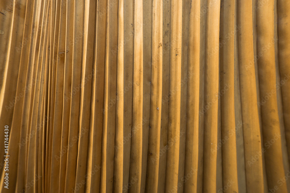 Palm leaf yellow image Palm leaf yellow image