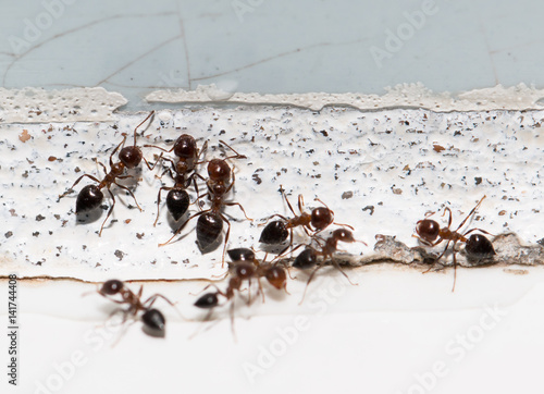 ants on a white wall © studybos