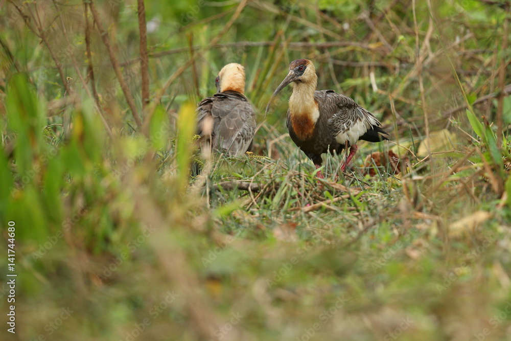 bird of pantanal in the nature habitat, wild brasil, brasilian wildlife, pantanal, green jungle, south american nature and wild bird of pantanal in the nature habitat, wild brasil, brasilian wildlife, pantanal, green jungle, south american nature and wild