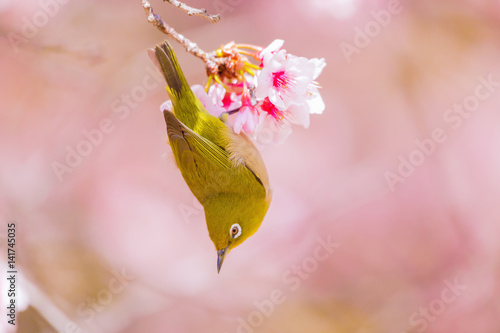 The Japanese White eye.The background is cherry blossoms. Located in Tokyo Prefecture Japan.