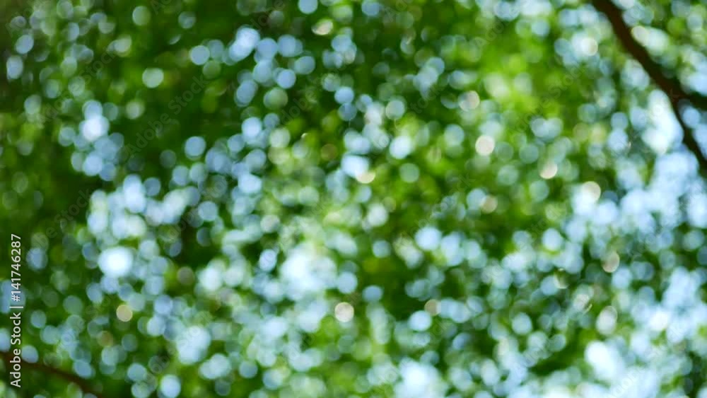 Bokeh Nature background wind tree green leaves out of focus. Bokeh Nature background wind tree green leaves out of focus.