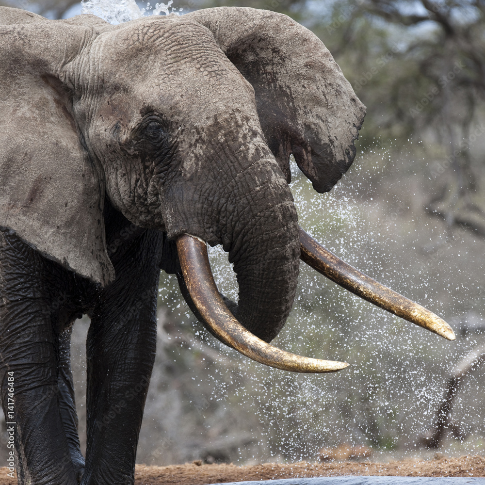 Obraz premium Kenya, Africa